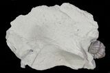 Enrolled Flexicalymene Trilobite Fossil - Ohio #70885-2